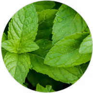 Peppermint Oil